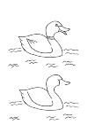 5 differences duck